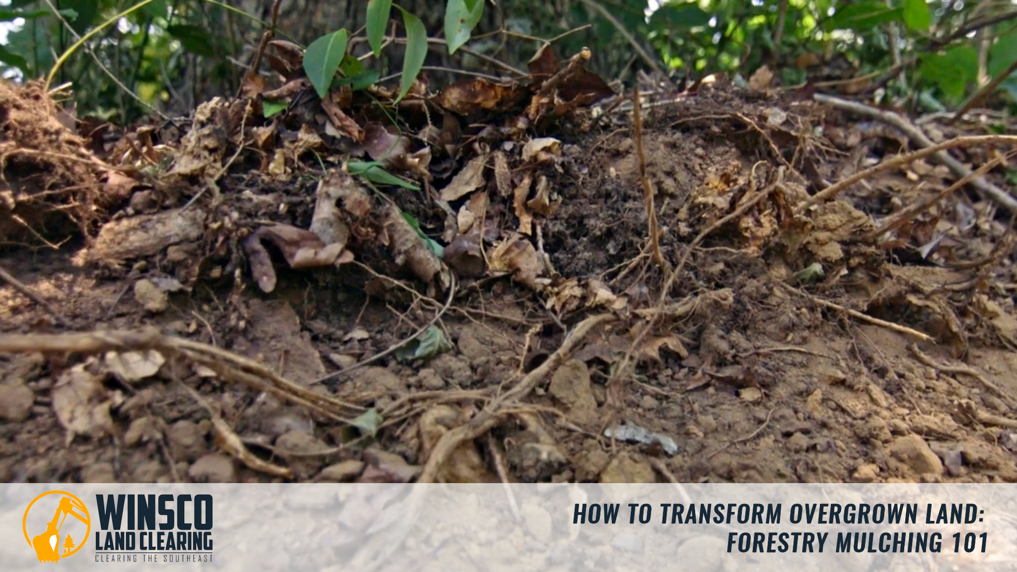 How To Transform Overgrown Land: Forestry Mulching 101 | Winsco Land ...